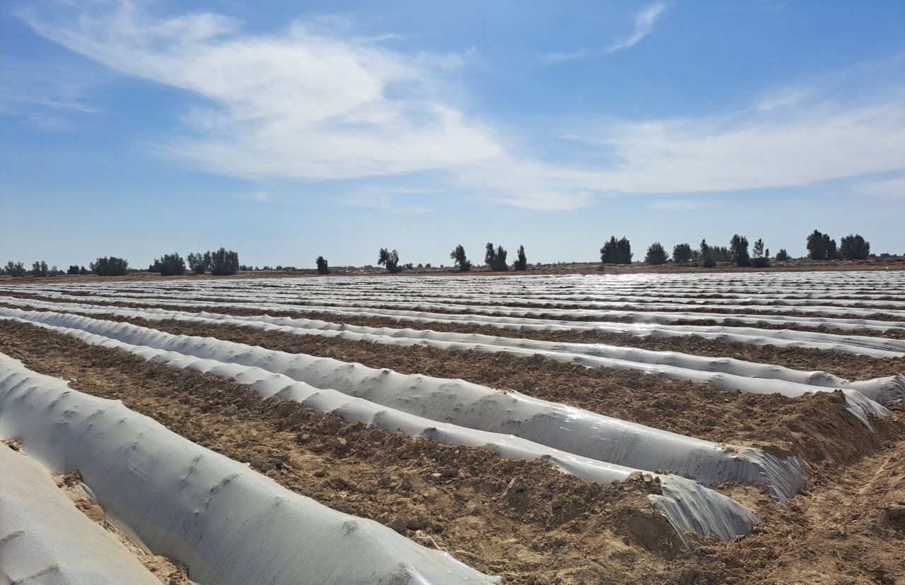 زابل پیشتاز تولید محصولات جالیزی خارج از فصل؛ کشت زیر پلاستیک در ۱۰۰ هکتار هدفگذاری شد